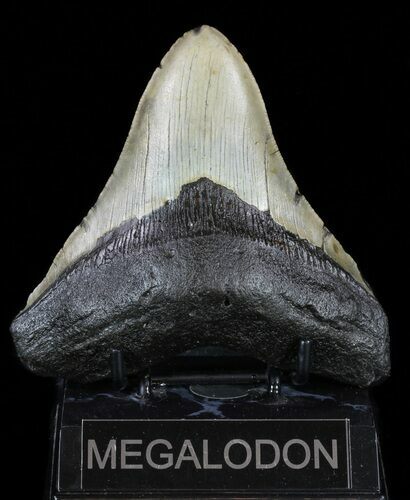 Megalodon Tooth - North Carolina #59186